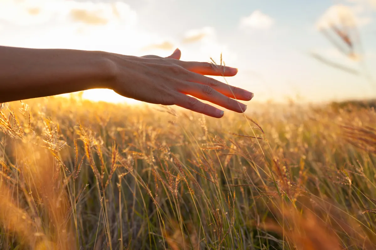 Hand streift im Abendlicht über ein Getreidefeld